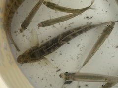 Gobius ophiocephalus