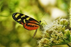 Mechanitis polymnia lycidice