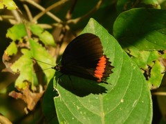 Biblis