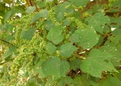 Robinsonella