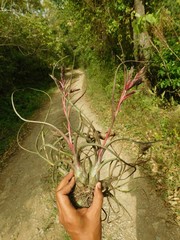 Tillandsia pseudobaileyi