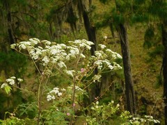 Verbesina agricolarum