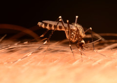Aedes epactius