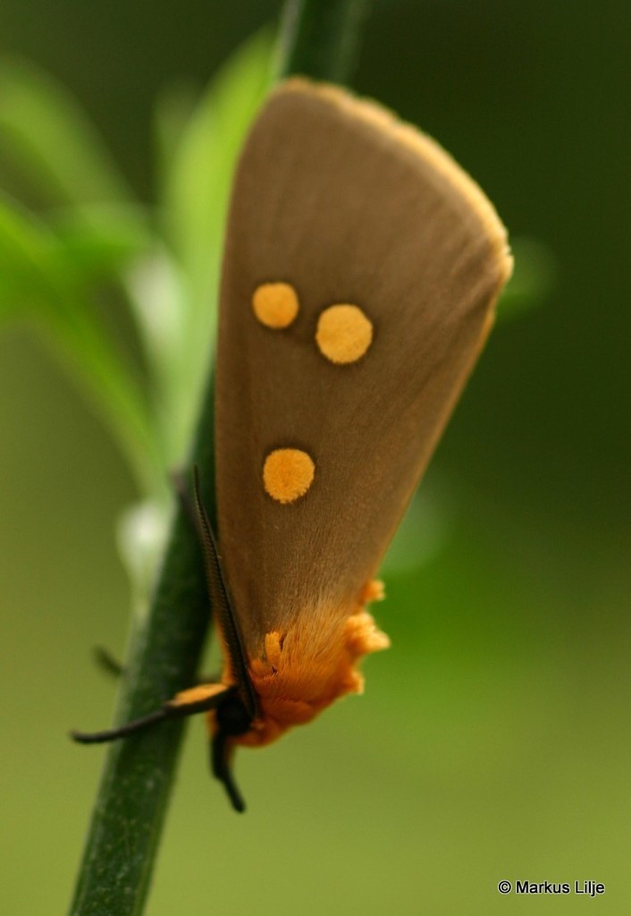 Dice Moths