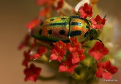 Calidea distinguenda