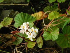 Begonia plebeja