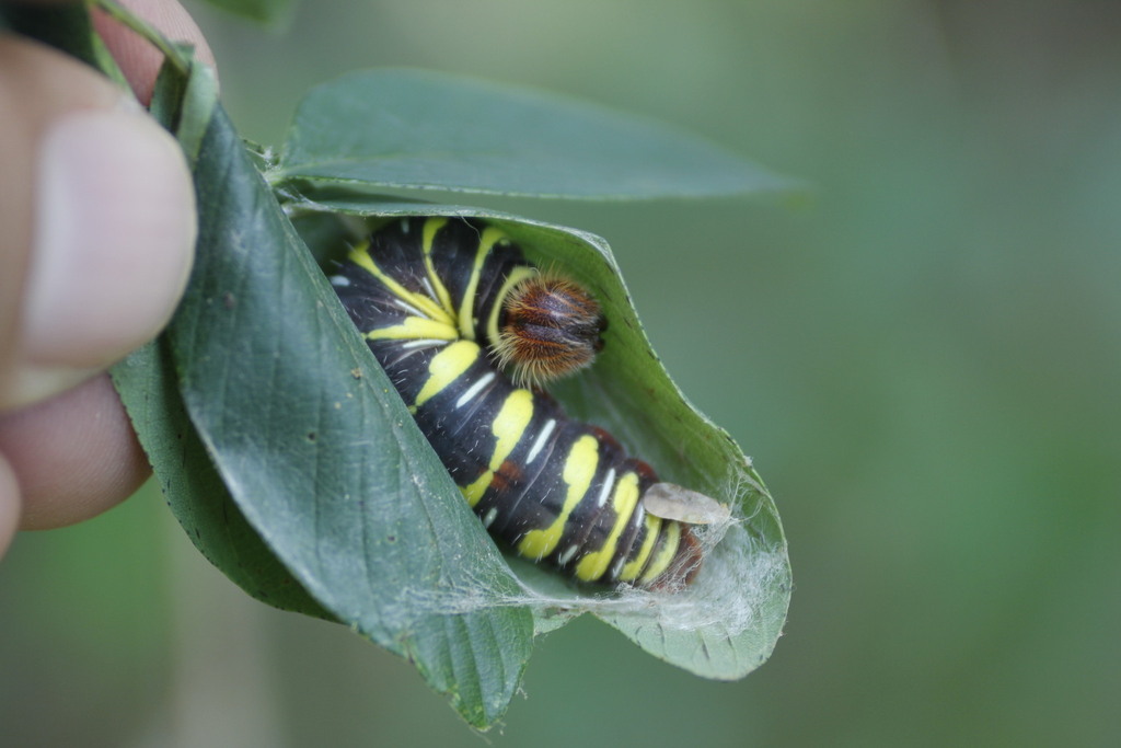 Two-barred Flasher