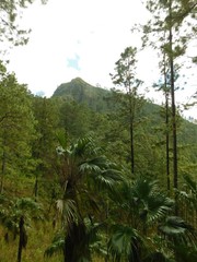 Brahea salvadorensis