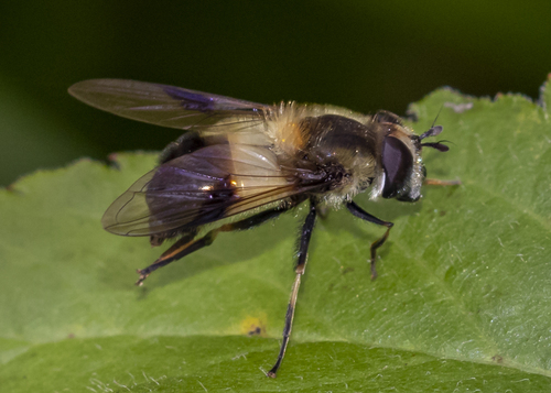 Leucozona americana image