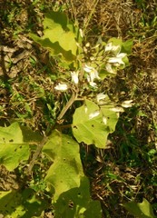 Solanum torvum
