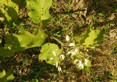 Solanum torvum