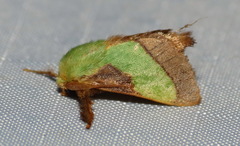 Parasa chloris