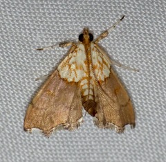 Agrotera nemoralis