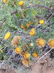 Carlina corymbosa