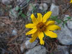 Heliopsis parvifolia