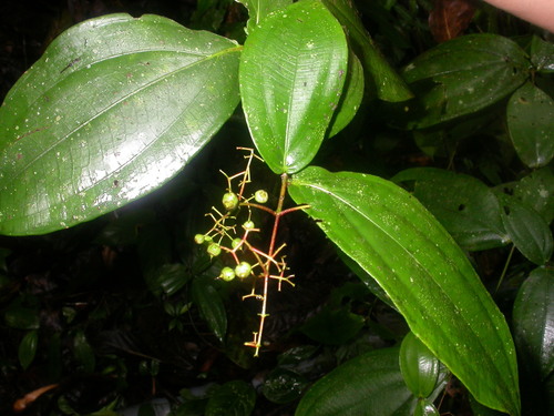 Miconia dissitiflora image