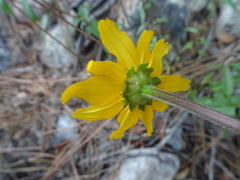 Heliopsis parvifolia