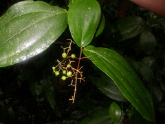 Miconia dissitiflora