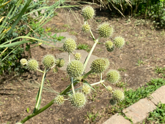 Eryngium yuccifolium