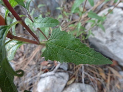 Heliopsis parvifolia