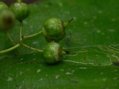 Miconia dissitiflora
