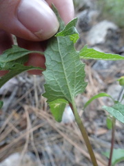 Heliopsis parvifolia