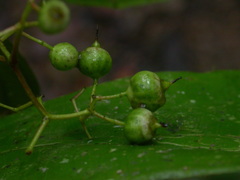 Miconia dissitiflora
