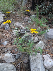 Heliopsis parvifolia