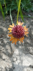 Gaillardia suavis