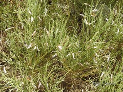 Cytisus oromediterraneus