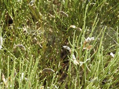 Cytisus oromediterraneus