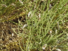 Cytisus oromediterraneus