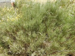 Cytisus oromediterraneus