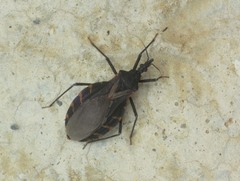 Triatoma gerstaeckeri