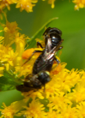 Protandrena andrenoides