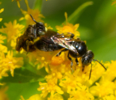 Protandrena andrenoides