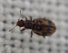 Cartodere bifasciata