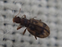 Cartodere bifasciata