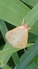Achyra nudalis