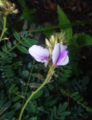 Tephrosia thurberi