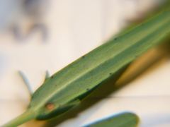 Hypericum linariifolium