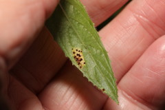 Puccinia pulverulenta