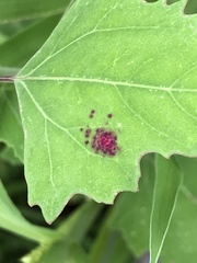 Norvellina chenopodii
