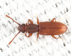 Silvanus muticus