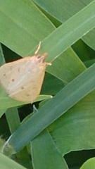 Achyra nudalis