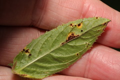 Puccinia pulverulenta