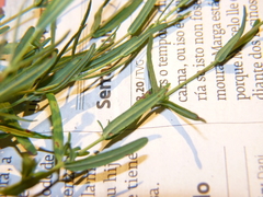 Hypericum linariifolium