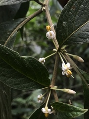 Lycianthes radiata