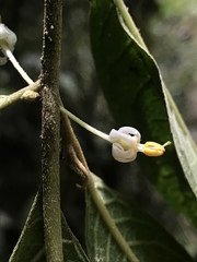 Lycianthes radiata