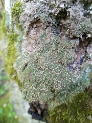Bacidia rubella
